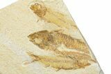 Plate of Four Fossil Fish (Knightia) - Wyoming #346047-2